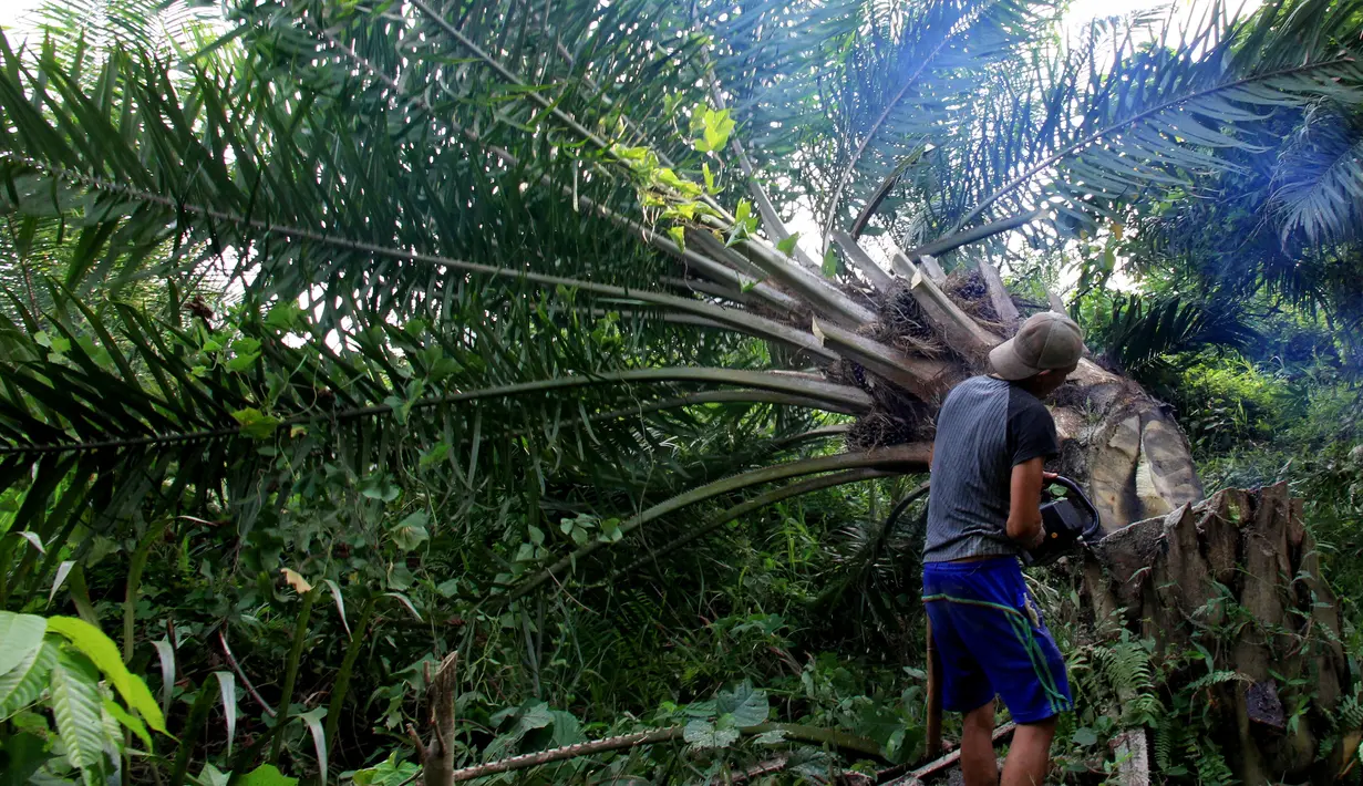 Petugas konservasi menebang pohon kelapa sawit yang ditanam secara ilegal di Taman Nasional Gunung Leuser, Aceh, Kamis (1/11). Forum Konservasi Leuser mengatakan bahwa mereka menghancurkan sekitar 2.000 hektare pohon kelapa sawit ilegal. (JANUAR/AFP)