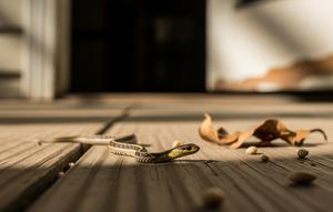 Ilustrasi anak ular. [Foto: Gemini]