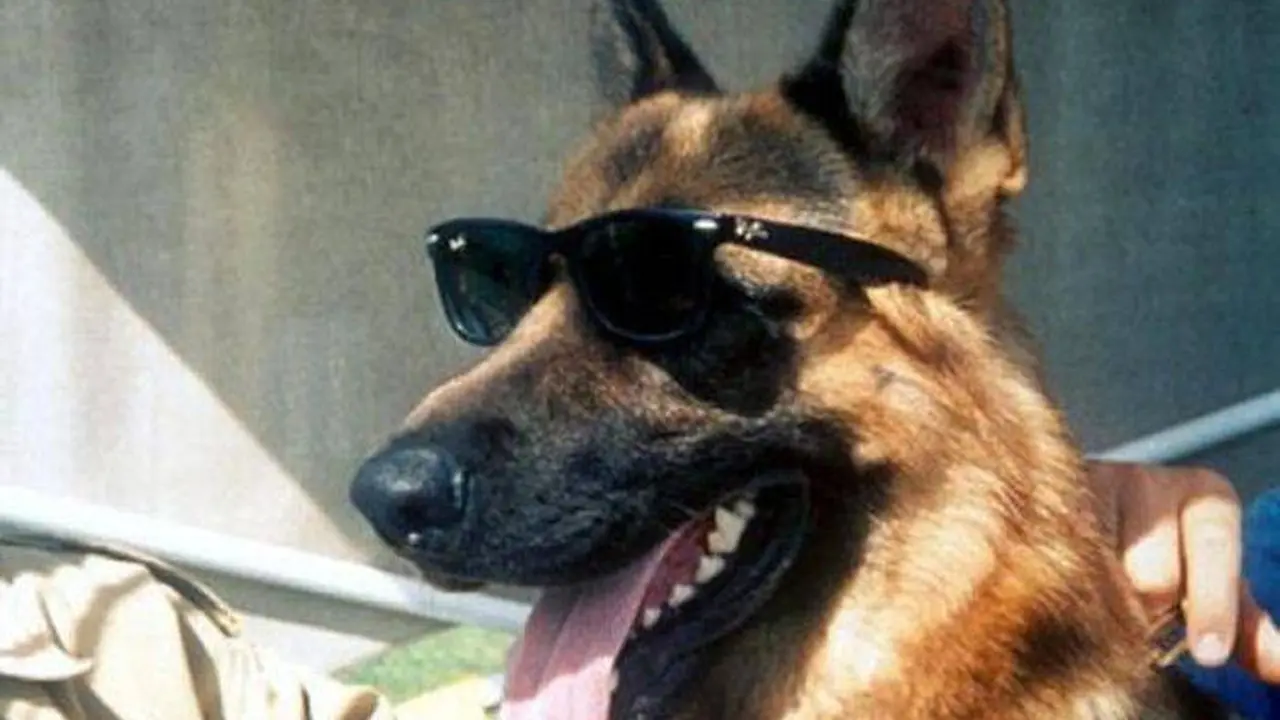 Anjing terkaya di dunia