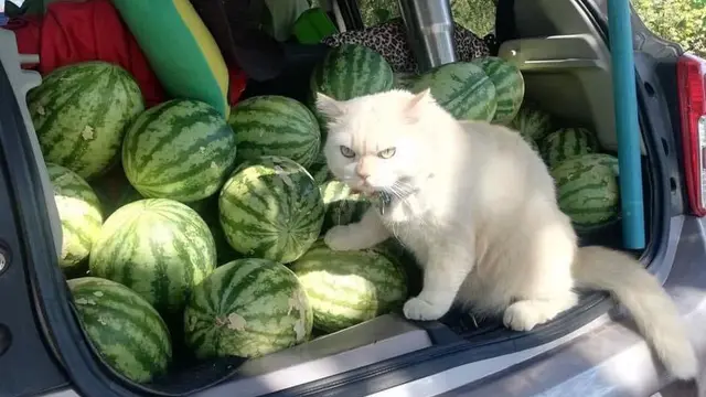 6 Aksi Kucing saat Jaga Warung Ini Lucu Bikin Geleng Kepala