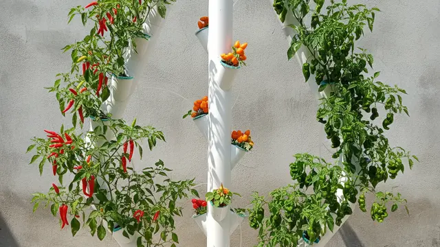 Ide Kebun Cabai Campuran Jenis di Satu Lahan. AI