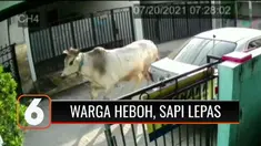 Heboh, seekor sapi kurban lepas saat hendak disembelih. Pagar sebuah toko material bangunan di kawasan tersebut rusak.