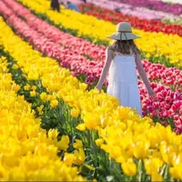 Musim semi adalah waktu terbaik untuk mengunjungi Australia karena Sahabat Fimela bisa merasakan Tesselaar Tulip Festival yang menyungguhkan keindahan bunga seperti foto diatas. (Foto: Dokumen Tourism Australia/Tessalaar Tulip Festival )