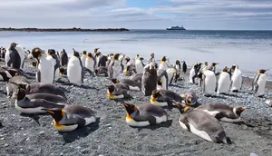 Penguin di Chile Pakai Rompi Khusus untuk Percepat Penyembuhan
