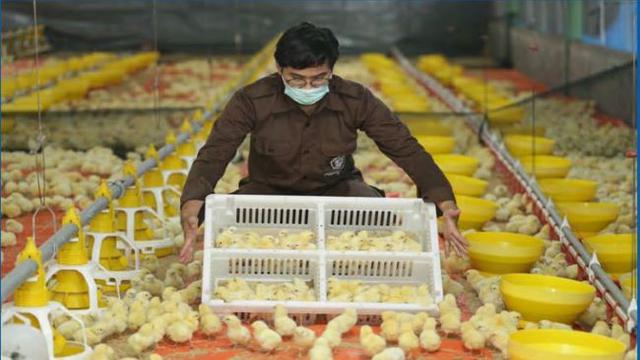 Ilustrasi fasilitas pembibitan PT Charoen Pokphand Indonesia Tbk (CPIN) (Foto: Charoen Pokphand Indonesia)