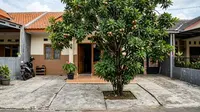 10 Pohon Buah Berakar Jinak Aman bagi Lantai Beton Jangka Panjang, Cocok untuk Halaman Rumah