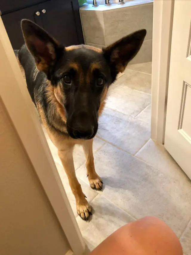 Kisah Anjing Setia, Menunggu Pemiliknya yang Sakit Pulang ke Rumah