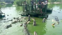 Bahayakan Pengunjung, Wisata Menyusuri Sarang Buaya Ditutup