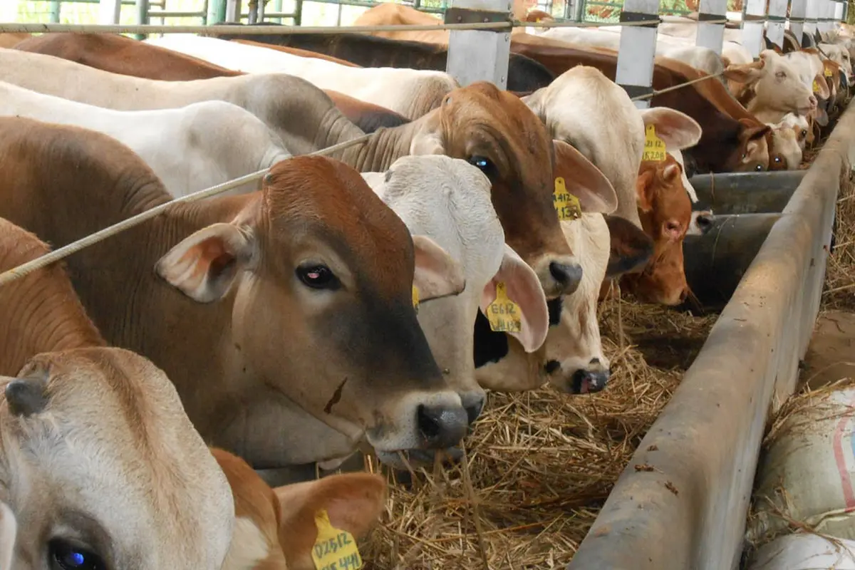 Daging Sapi