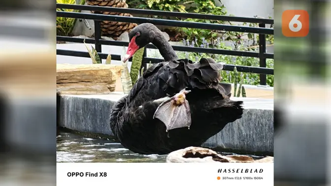<p>Beberapa hasil foto memakai Oppo Find X8. (Liputan6.com/ Yuslianson)</p>