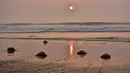 Penyu hijau meninggalkan Pantai Rushikulya usai bertelur, India, Kamis (16/2). Pantai Rushikulya menjadi salah satu pantai yang paling sering didatangi ribuan penyu hijau untuk meletakkan telurnya. (AFP PHOTO / ASIT KUMAR)