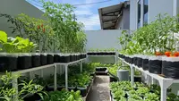 9 Ide Kebun Rumah Low Budget tapi Hasil Seperti Petani Profesional, Panen Melimpah