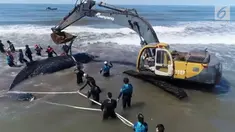 Sebanyak 30 orang terlibat dalam upaya penyelamatan paus bungkuk yang terdampar di pantai Argentina.