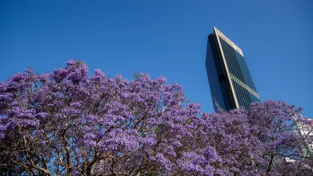 Melihat Bunga Jacaranda Bermekeran di Sydney
