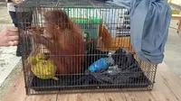 Polres Boalemo berhasil mengamankan anak orang utan yang diduga kuat di perjualbelikan (Arfandi Ibrahim/Liputan6.com)