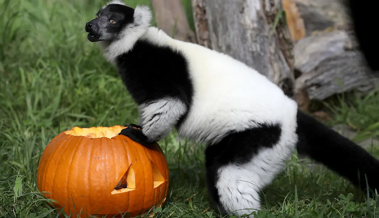 Lemur lorek hitam-putih berdiri dekat labu yang diletakkan dalam kadang Kebun Binatang San Francisco, California, 26 Oktober 2018. Lemur di kebun binatang itu menerima labu berisi kudapan untuk merayakan Halloween. (Justin Sullivan/Getty Images/AFP)