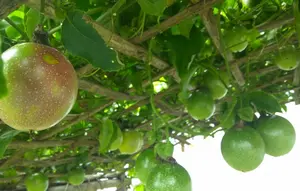 7 Cara Membuat Tanaman Markisa Rajin Berbuah dengan Rambatan Sederhana