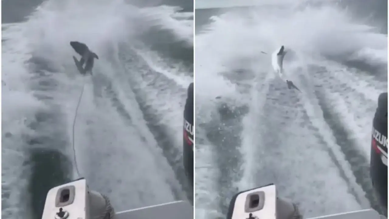 Video berdurasi 10 detik yang memperlihatkan seekor hiu jenis blacktip diseret menggunakan speedboat di media sosial (Instagram/@MARKTHESHARK)