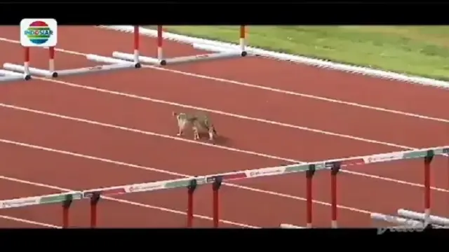kucing ikut asian games (foto: vidio.com)