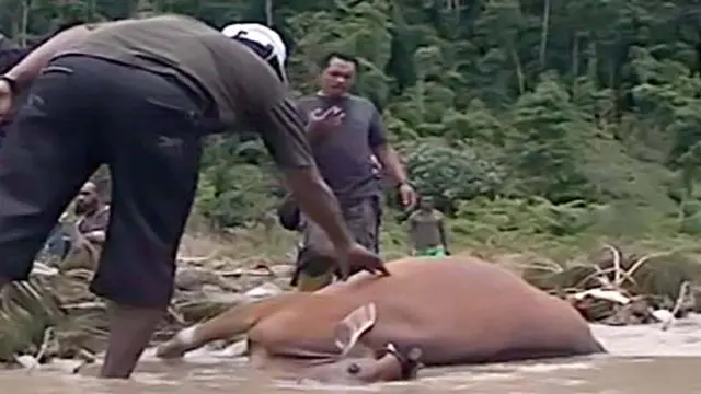 Banjir Hanyutkan Belasan Ekor Sapi