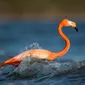 Flamingo (Sumber: Ray Hennessy/Unsplash)