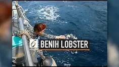 Menteri Kelautan dan Perikanan Susi Pudjiastuti melakukan pelepasliaran 173.800 benih lobster di Bali, Sabtu (13/7). Pelepasliaran dilakukan di perairan Pulau Nusa Penida dan kawasan Nusa Dua, Bali.