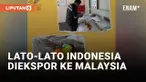 Gokil! Lato-lato Indonesia Diekspor ke Malaysia