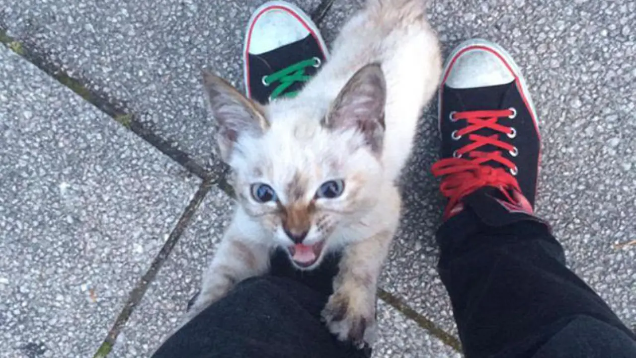 Cinta Pandangan Pertama Antara Kucing dan Manusia Itu Nyata