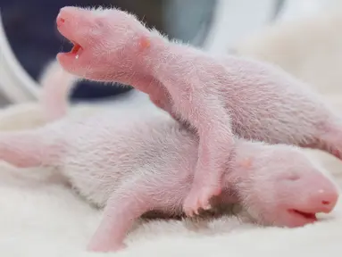 Dua bayi panda kembar dilahirkan di pusat pengembangbiakan di Chengdu, Provinsi Sichuan, China, 21 Juni 2016 waktu setempat. Kedua bayi panda ini merupakan kembar pertama dari spesies langka yang lahir di tahun 2016 ini. (China Daily/via REUTERS)