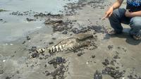 Lumba-lumba ditemukan mati di pesisir Pantai Pelangi, Desa Sungai Buntu, Kecamatan Pedes, Karawang. (Liputan6.com/Abramena)