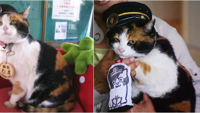 Foto Copyright listverse.com/tetsjapan