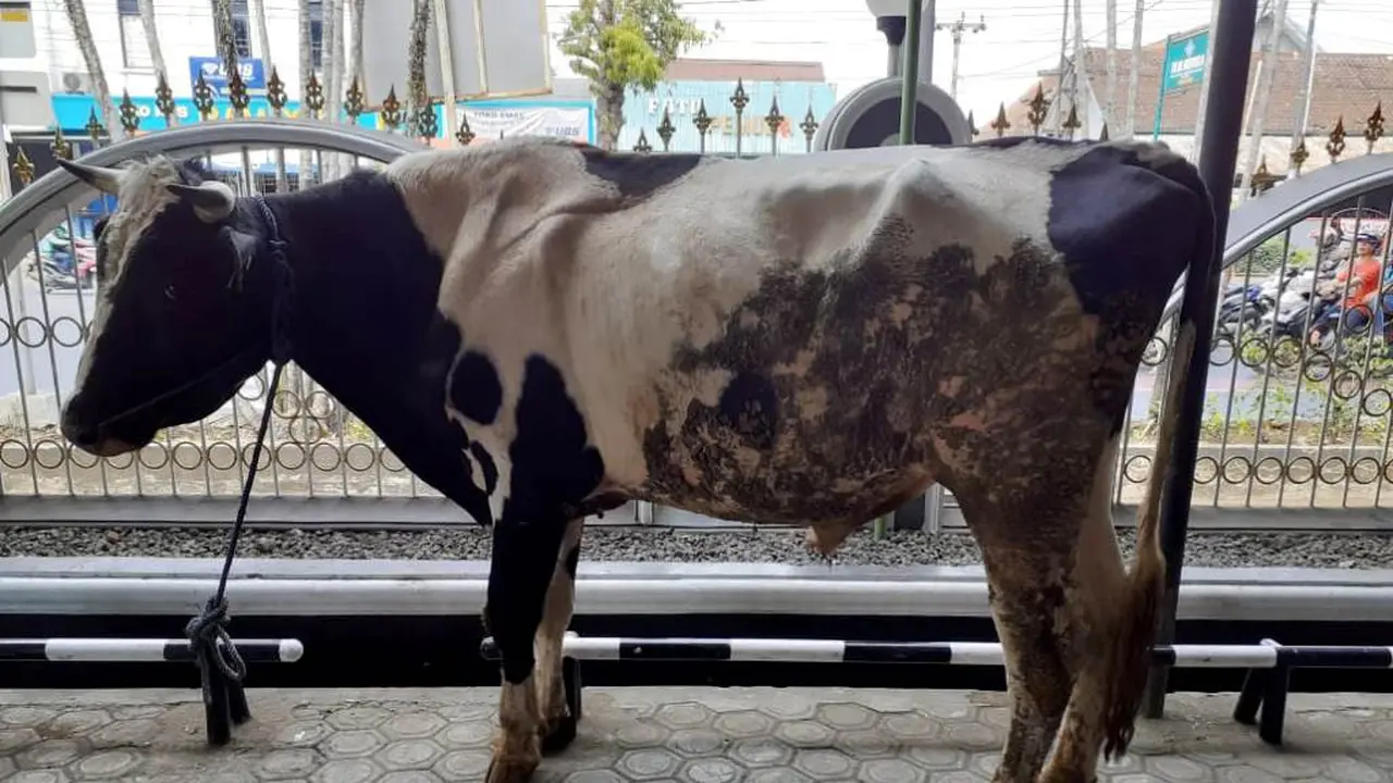 Sapi Jumbo Keluarga Soeharto untuk Duafa di Purwokerto - Regional ...