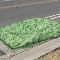 Lendir hijau misterius di salah satu area di Utah, Amerika Serikat. (Bluffdale City)