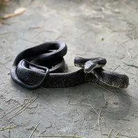 ilustrasi mimpi dikejar ular/David Todd McCarty/unsplash