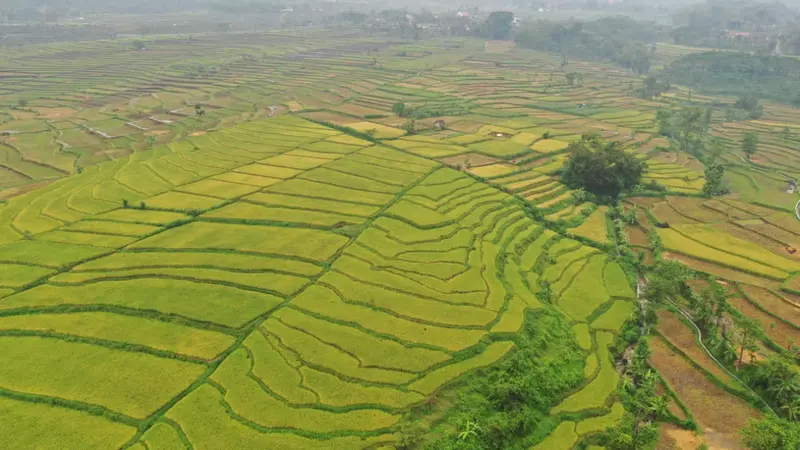 Semua Lahan Pertanian di Bantaeng Ditargetkan Masuk AUTP