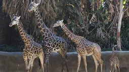 Anak jerapah masai betina (kanan) bersama ibunya diperlihatkan ke publik di Kebun Binatang LA di Los Angeles, California (18/10/2019). Anak jerapah yang lahir 1,98 cm (6 kaki 6) diperkirakan akan tumbuh hingga 5 meter (17 kaki) tinggi dan jerapah Masai adalah mamalia darat tertinggi. (AFP Photo/Mark