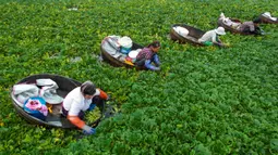 Para petani memanen kastanye air di sebuah telaga di Taizhou, Provinsi Jiangsu, China, Senin (12/7/2021). Kastanye air tumbuh di rawa-rawa. (STR/AFP)
