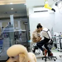 Stegosaurus, Pangkas Bulu Kucing bak Dinosaurus dan Gaya Boneka Beruang. Foto : Reuters