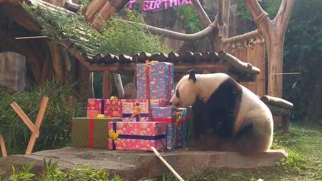 5100 Koleksi Kolase Hewan Panda Gratis Terbaru