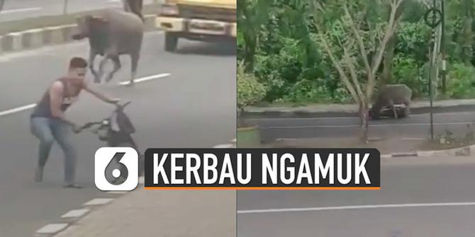 VIDEO: Viral Kerbau Ngamuk di Jalanan