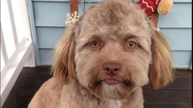 Anjing terlihat seperti manusia