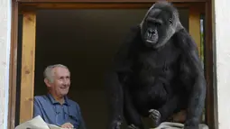 Pierre Thivillon mengamati gorila peliharaannya , Digit, di Lyon, Prancis , 19 Agustus 2016. Pierre dan istrinya, Eliane, telah hidup selama 18 tahun dengan Digit, seekor gorila yang mereka adopsi sejak masih bayi. (Philippe DESMAZES/AFP)
