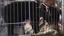 Seekor anak beruang madu diperlihatkan petugas saat rilis barang bukti dugaan tindak pidana di bidang Konservasi Sumber Daya Alam (KSDA) hayati dan ekosistemnya di Polda Metro Jaya, Jakarta, Selasa (4/4). (Liputan6.com/ Immanuel Antonius)