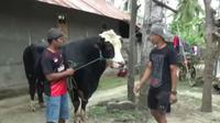 Sebelum dibeli Jokowi, sapi kurban itu ditawar pengusaha batu bara dengan harga Rp 50 juta. (Liputan6.com/Fauzan)