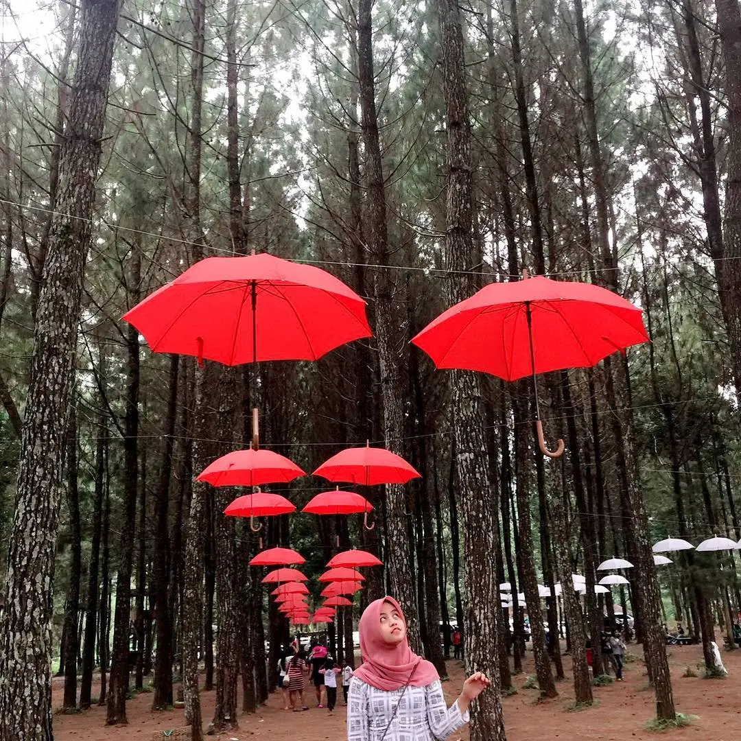 Hutan Pinus Songgon, Banyuwangi, Jawa Timur. (Sumber Foto: nabilanafisahh/Instagram)