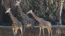 Anak jerapah masai betina (kanan) bersama ibunya diperlihatkan ke publik di Kebun Binatang LA di Los Angeles, California (18/10/2019). Anak jerapah yang lahir 1,98 cm (6 kaki 6) diperkirakan akan tumbuh hingga 5 meter (17 kaki) tinggi dan jerapah Masai adalah mamalia darat tertinggi. (AFP Photo/Mark