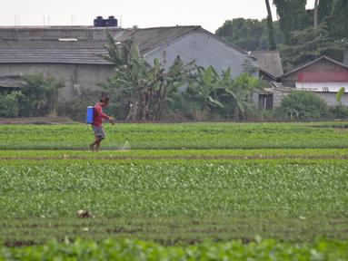 Aktivitas petani sayuran di Jalan Irigasi, Neglasari, Kota Tangerang, Senin (11/7/2022). Para petani sayuran di tempat tersebut menanam sayuran bayam dan caisim yang nantinya akan dijual di Pasar tradisional di Kota Tangerang. (Liputan6 com/Angga Yuniar)