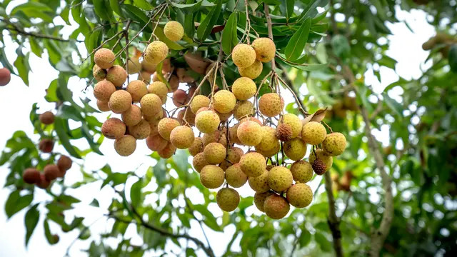 Pohon Kelengkeng (Photo by Quang Nguyen Vinh via Pexels)