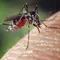 Ilustrasi nyamuk demam berdarah (DBD). (Photo by FotoshopTofs on Pixabay)