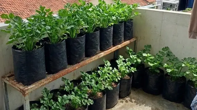 Kebun Sayur Kecil di Balkon Kos (Foto: AI)